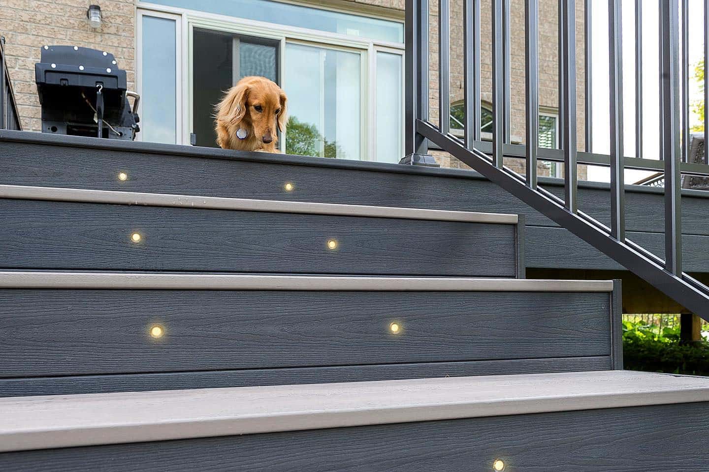 Earl Grey Stairs Composite Decking with a dog